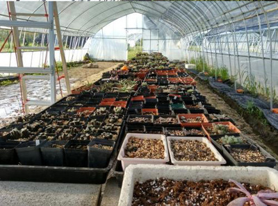 日光温室大棚建设成本解析——以元阳地区为例