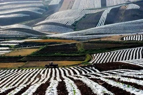 一只塑料袋的中国式绿色发展突围 农业用塑料薄膜的转型之路