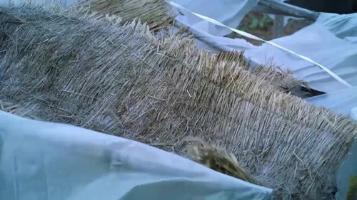 一夜狂风，兰桐花开梦碎——塑料薄膜背后的农业困境