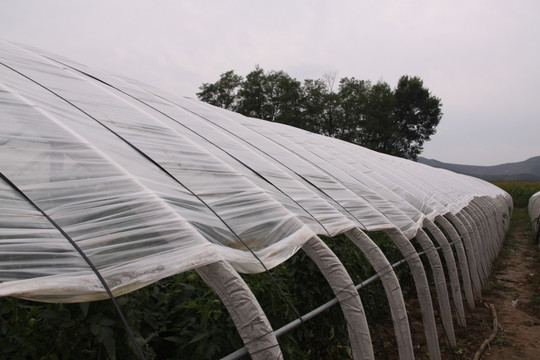蔬菜大棚骨架与农业用塑料薄膜 现代设施农业的核心支撑